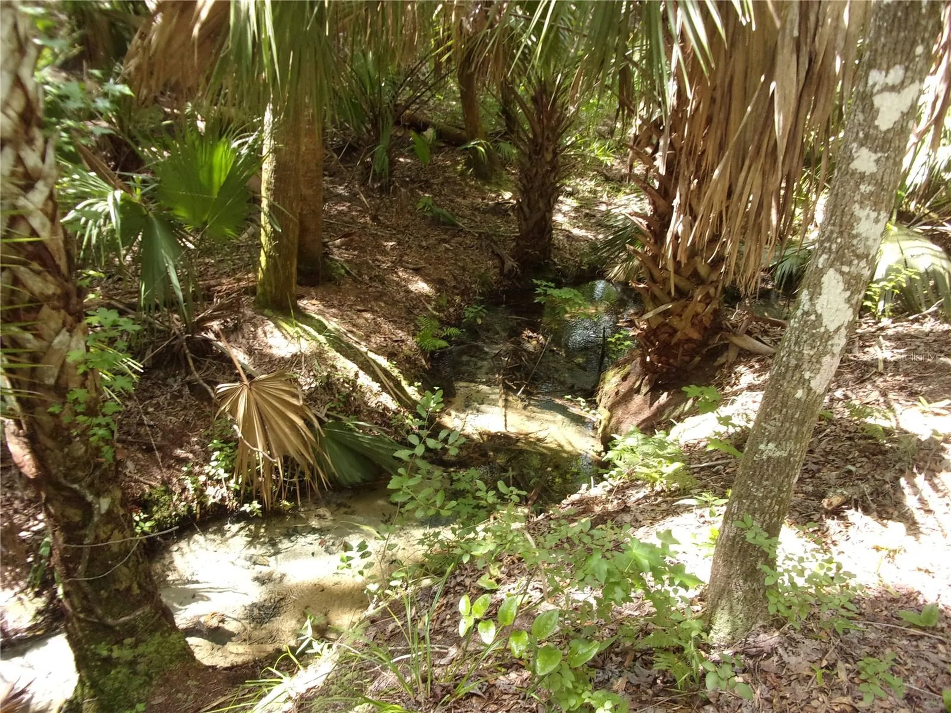 Deep Woods Road Paisley FL 32767