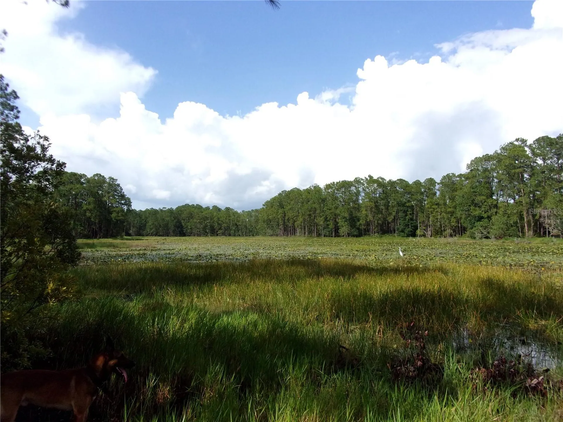 Deep Woods Road Paisley FL 32767