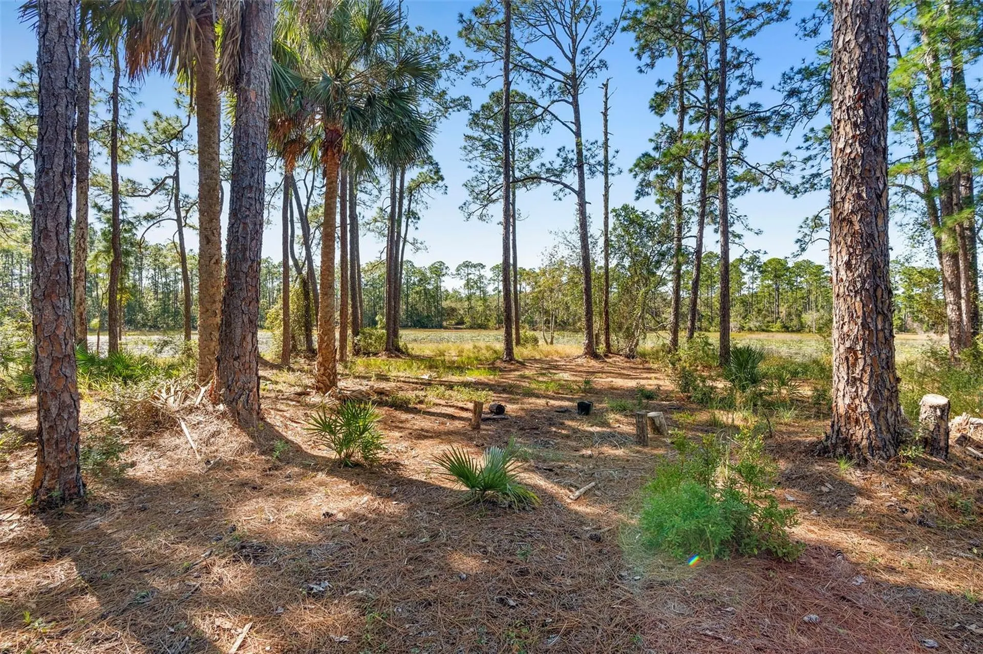 Deep Woods Road Paisley FL 32767