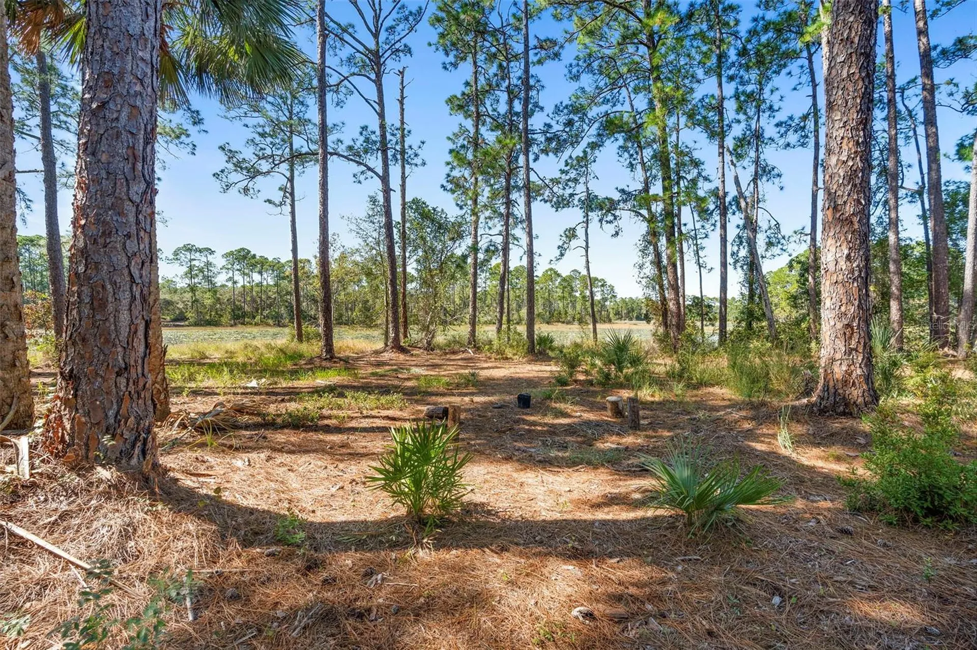 Deep Woods Road Paisley FL 32767