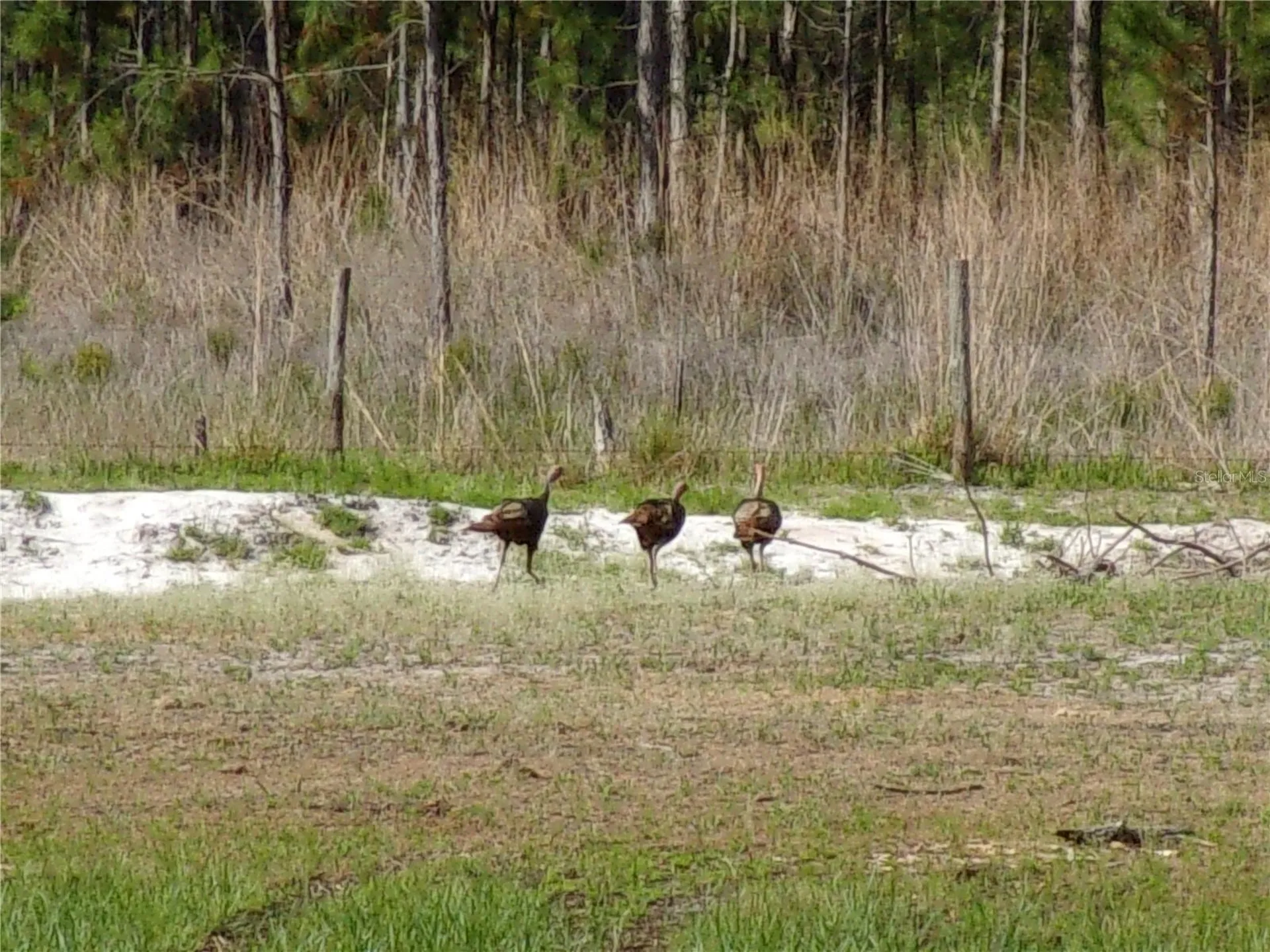 Deep Woods Road Paisley FL 32767