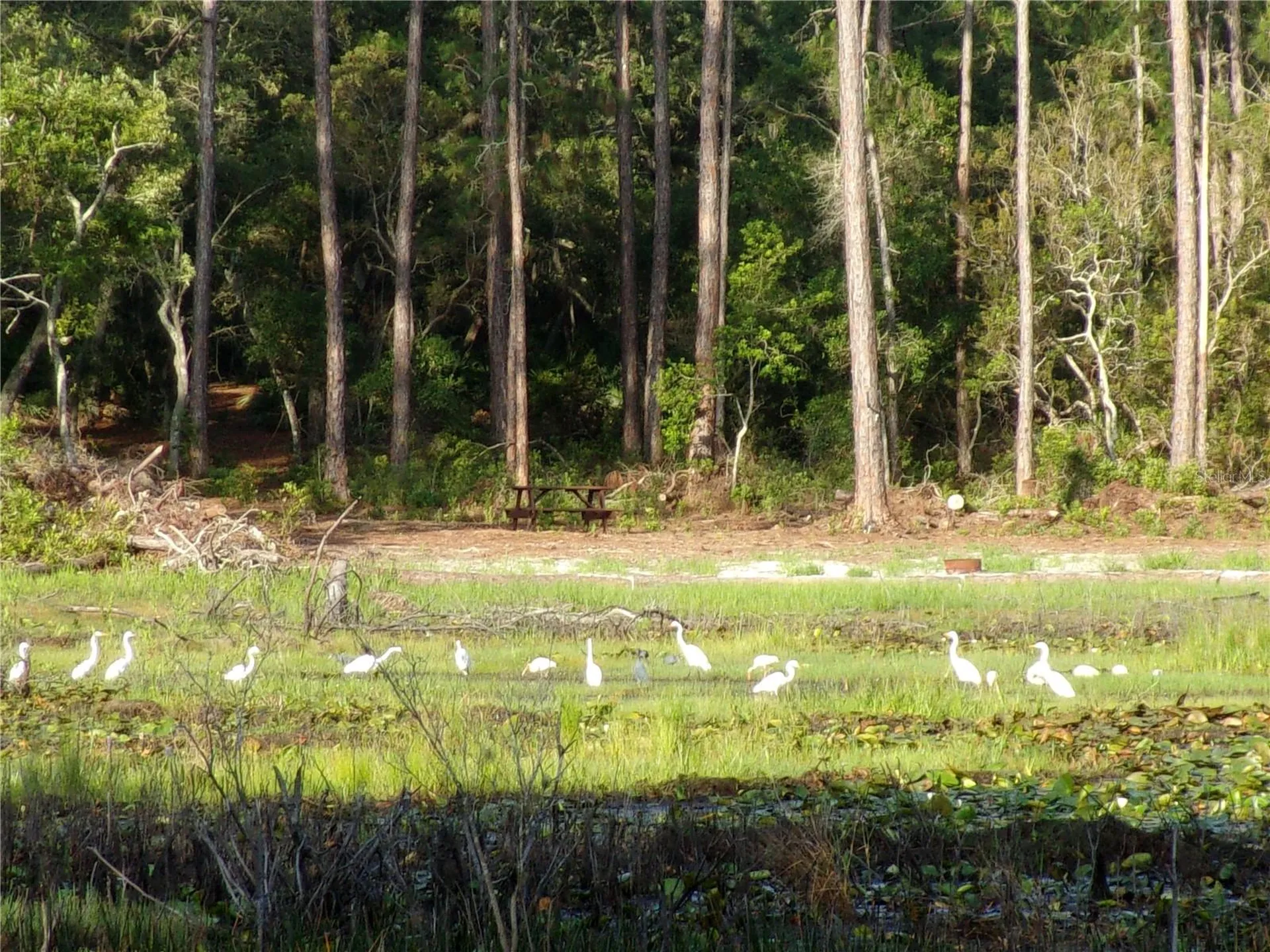 Deep Woods Road Paisley FL 32767