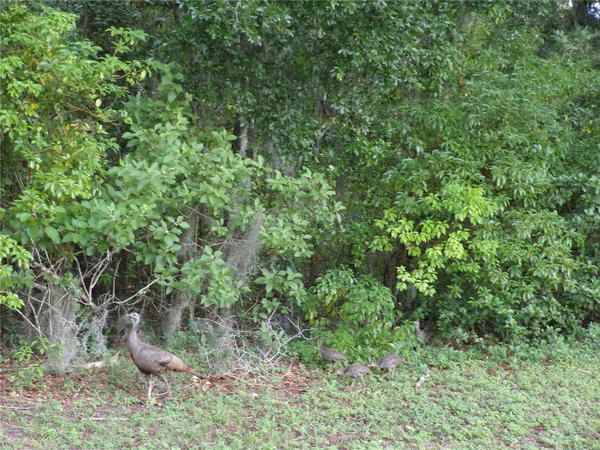 Deep Woods Road Paisley FL 32767