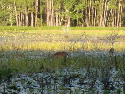 Deep Woods Road Paisley FL 32767
