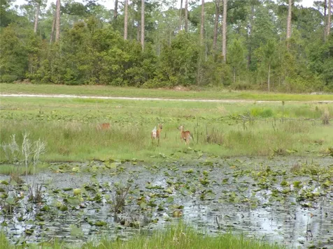 Deep Woods Road Paisley FL 32767