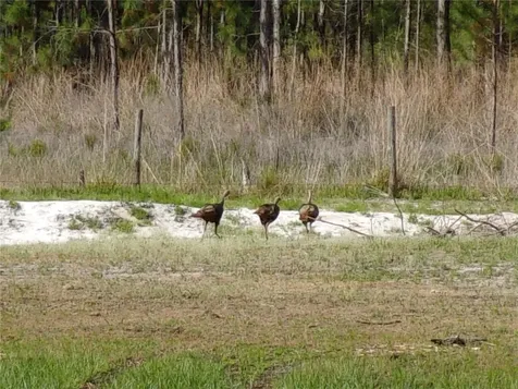 Deep Woods Road Paisley FL 32767