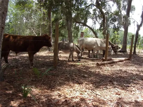 Deep Woods Road Paisley FL 32767