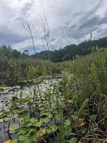 15080 NE 242nd Avenue Salt Springs FL 32134