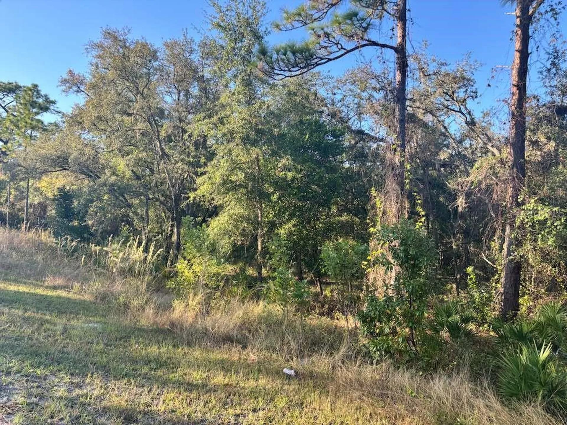 33193 Easter Drive Webster FL 33597