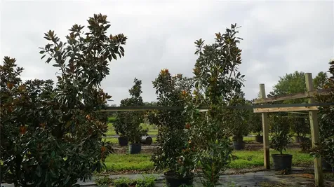 00 Douglas Road Groveland FL 34736