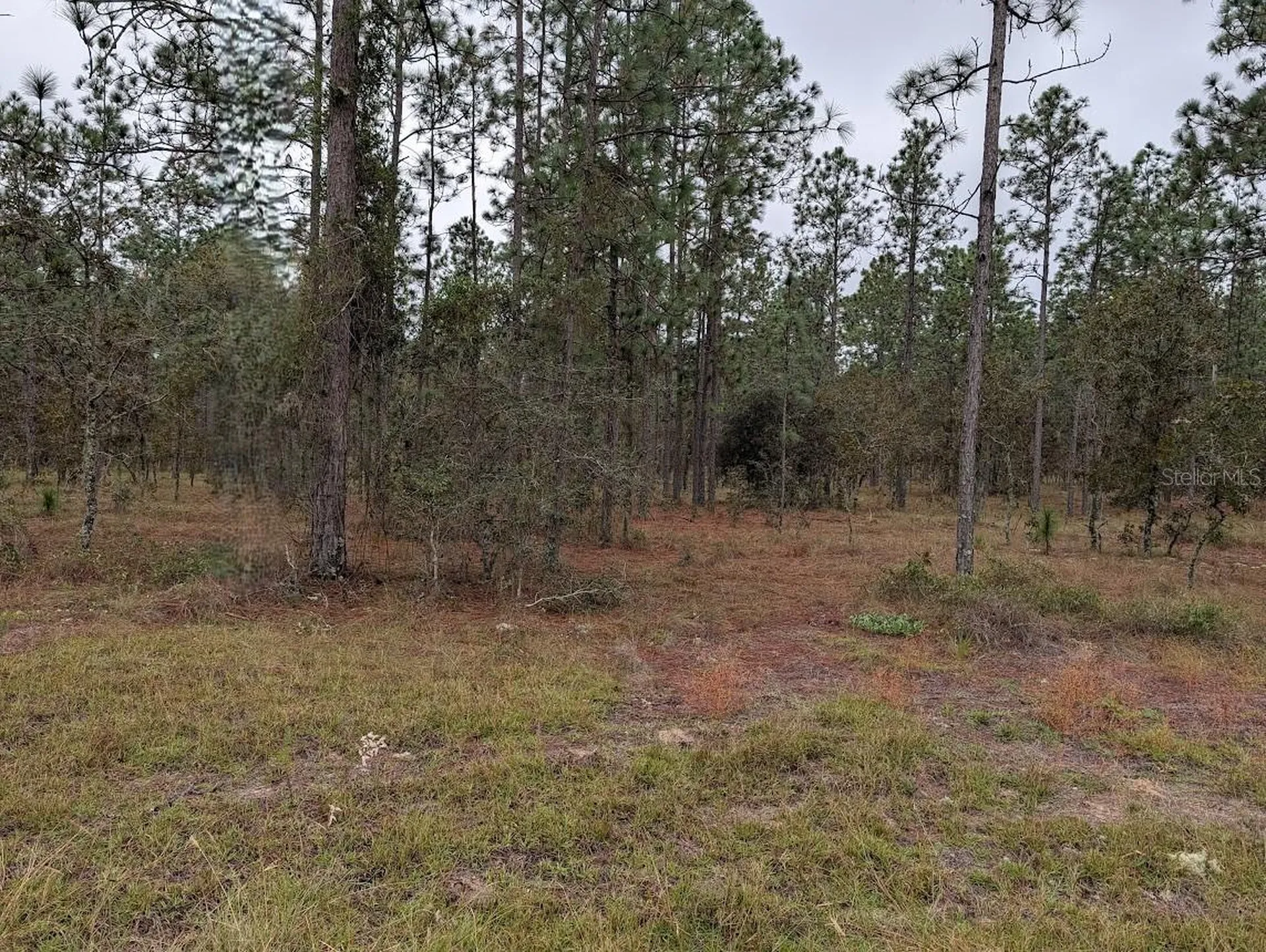 Lot 13 NW Geranium Avenue Dunnellon FL 34431