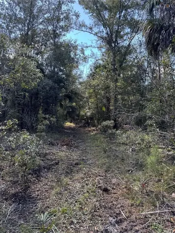 Tbd Quail Road Cedar Key FL 32625