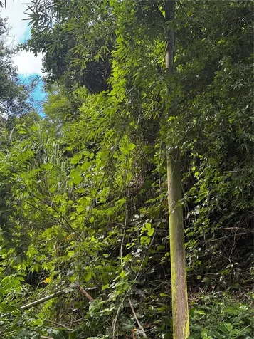 Bo Masa De Gurabo Carr 181 Km 13 Hm 2 Gurabo PR 00778