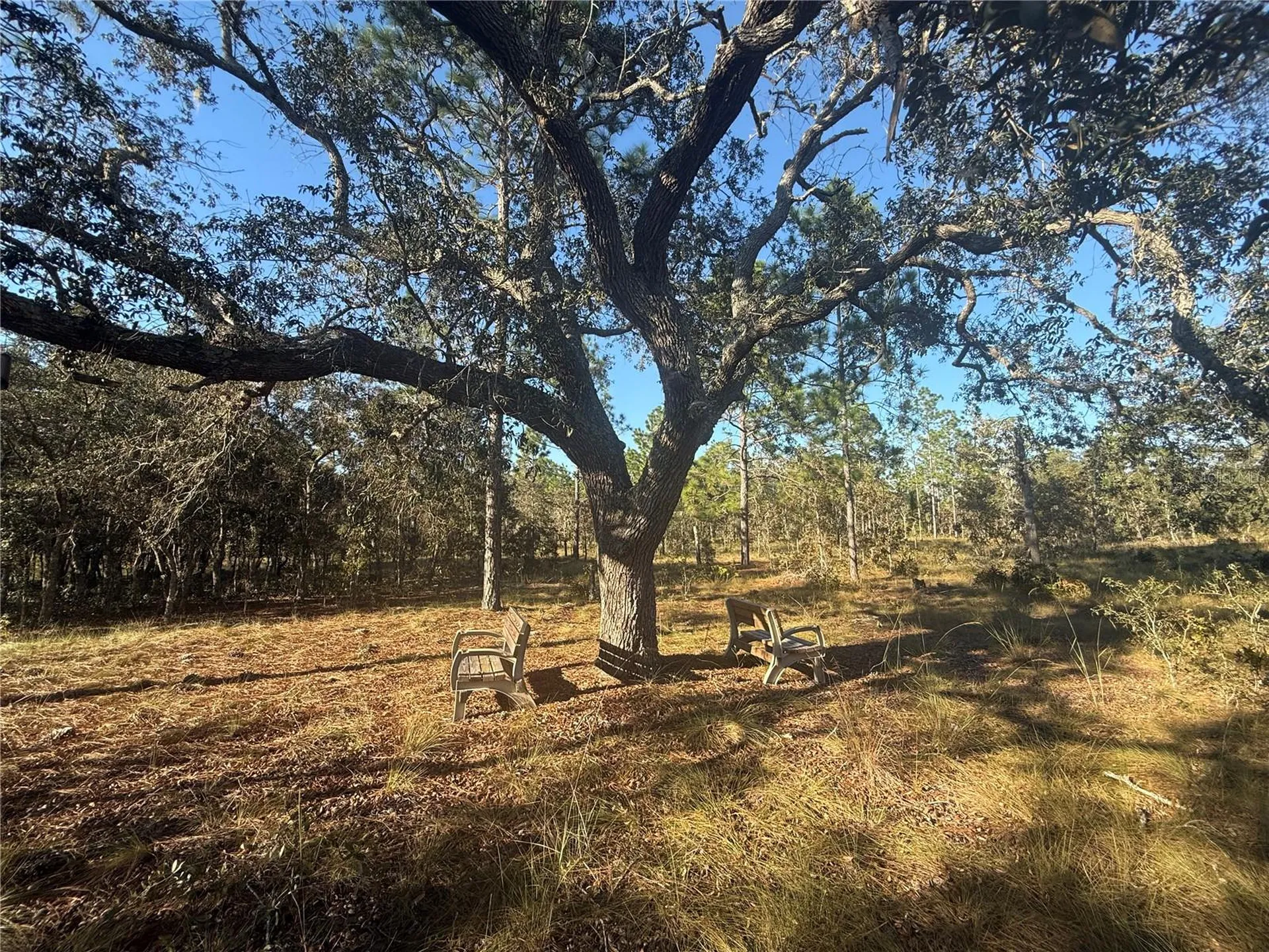 00 SE 73rd Lane Morriston FL 32668