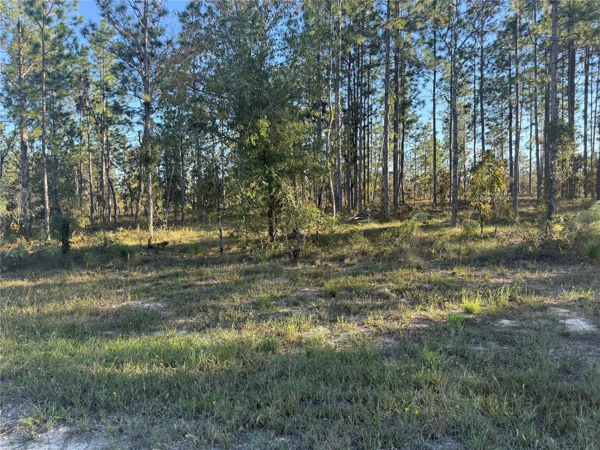 00 SE 73rd Lane Morriston FL 32668