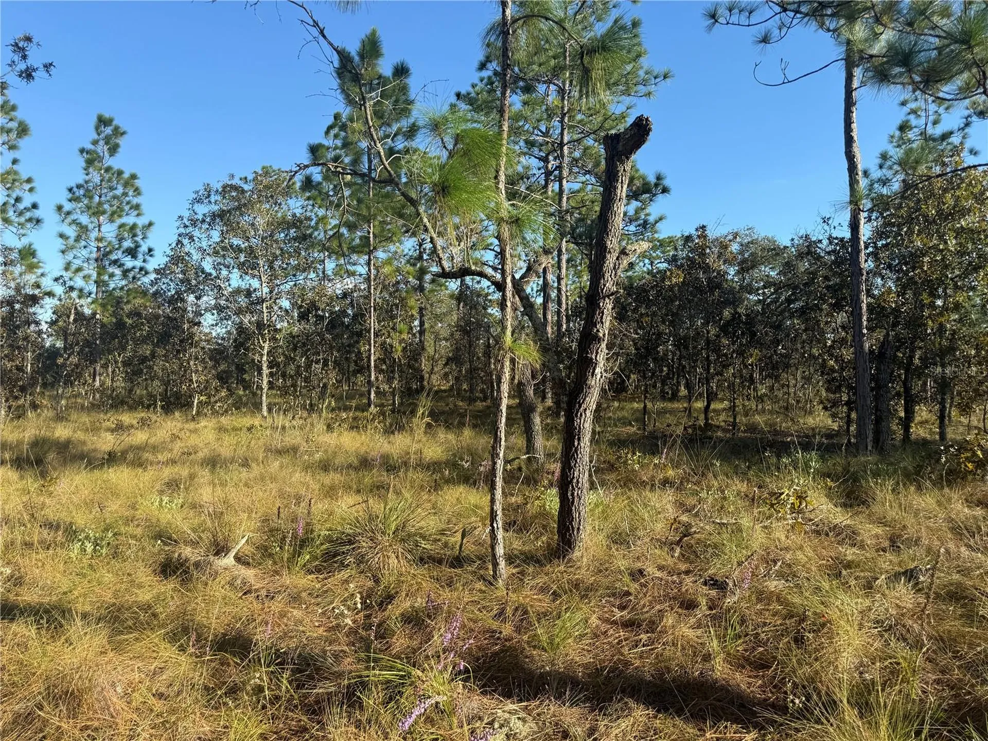 00 SE 73rd Lane Morriston FL 32668