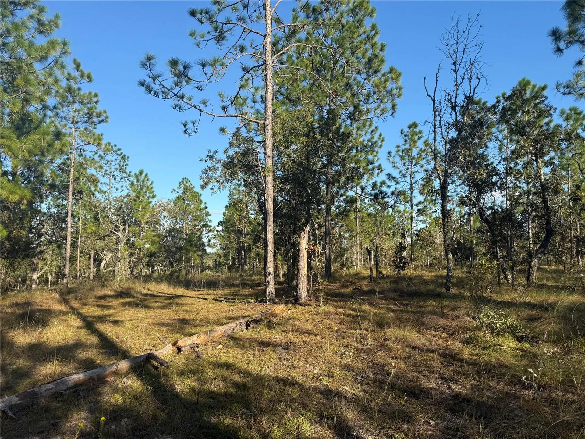 00 SE 73rd Lane Morriston FL 32668