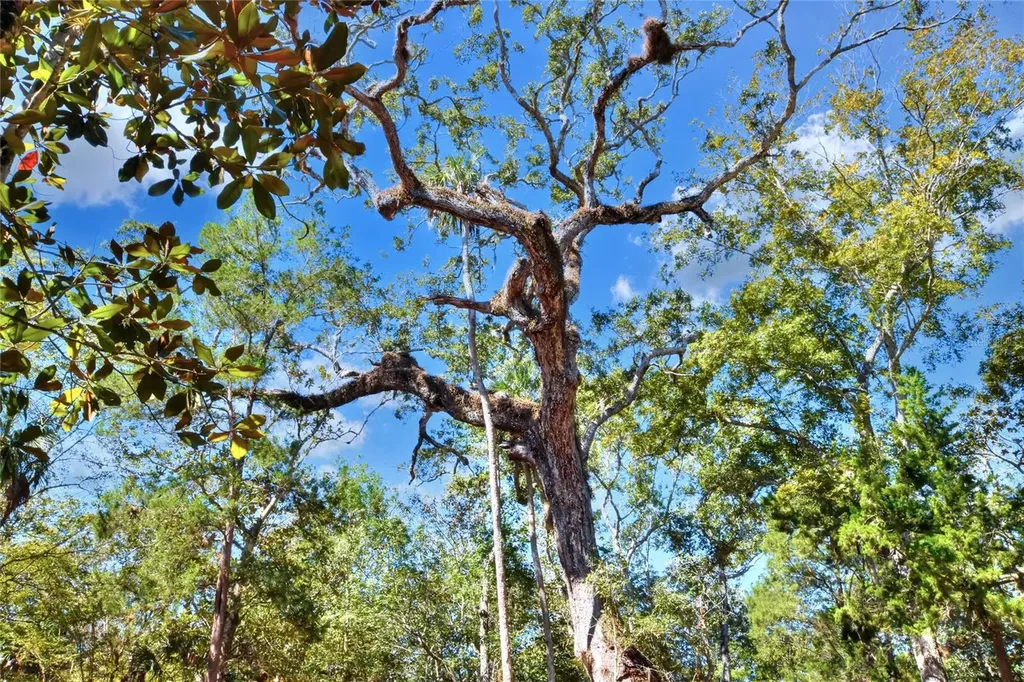Pine Island Drive Weeki Wachee FL 34613