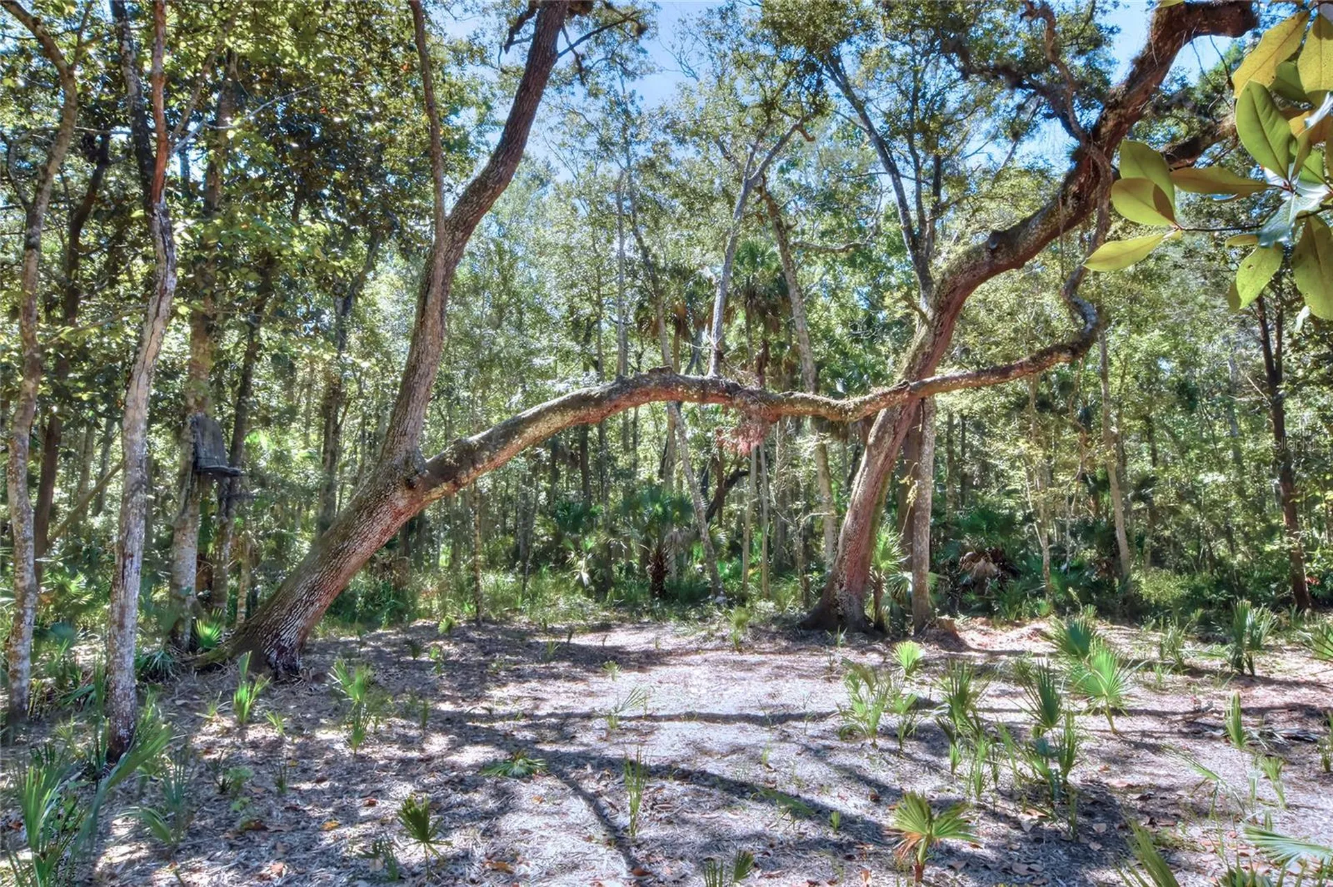 Pine Island Drive Weeki Wachee FL 34613