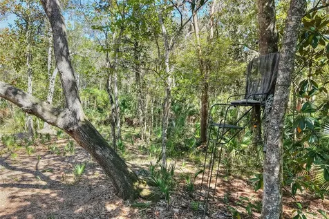 Pine Island Drive Weeki Wachee FL 34613