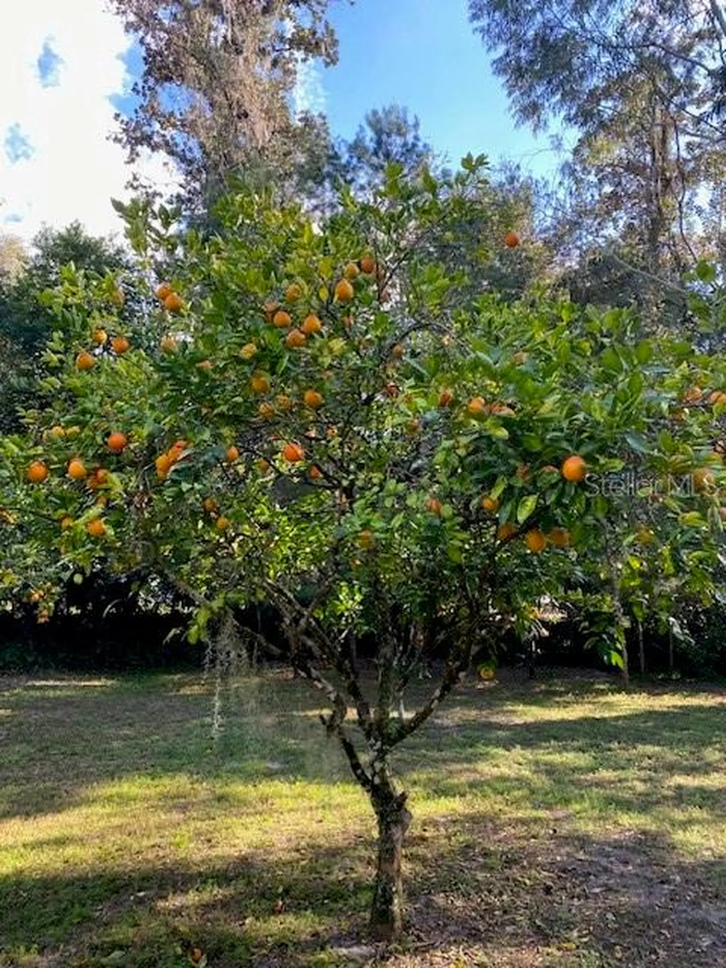 237 Cortez Avenue De Leon Springs FL 32130