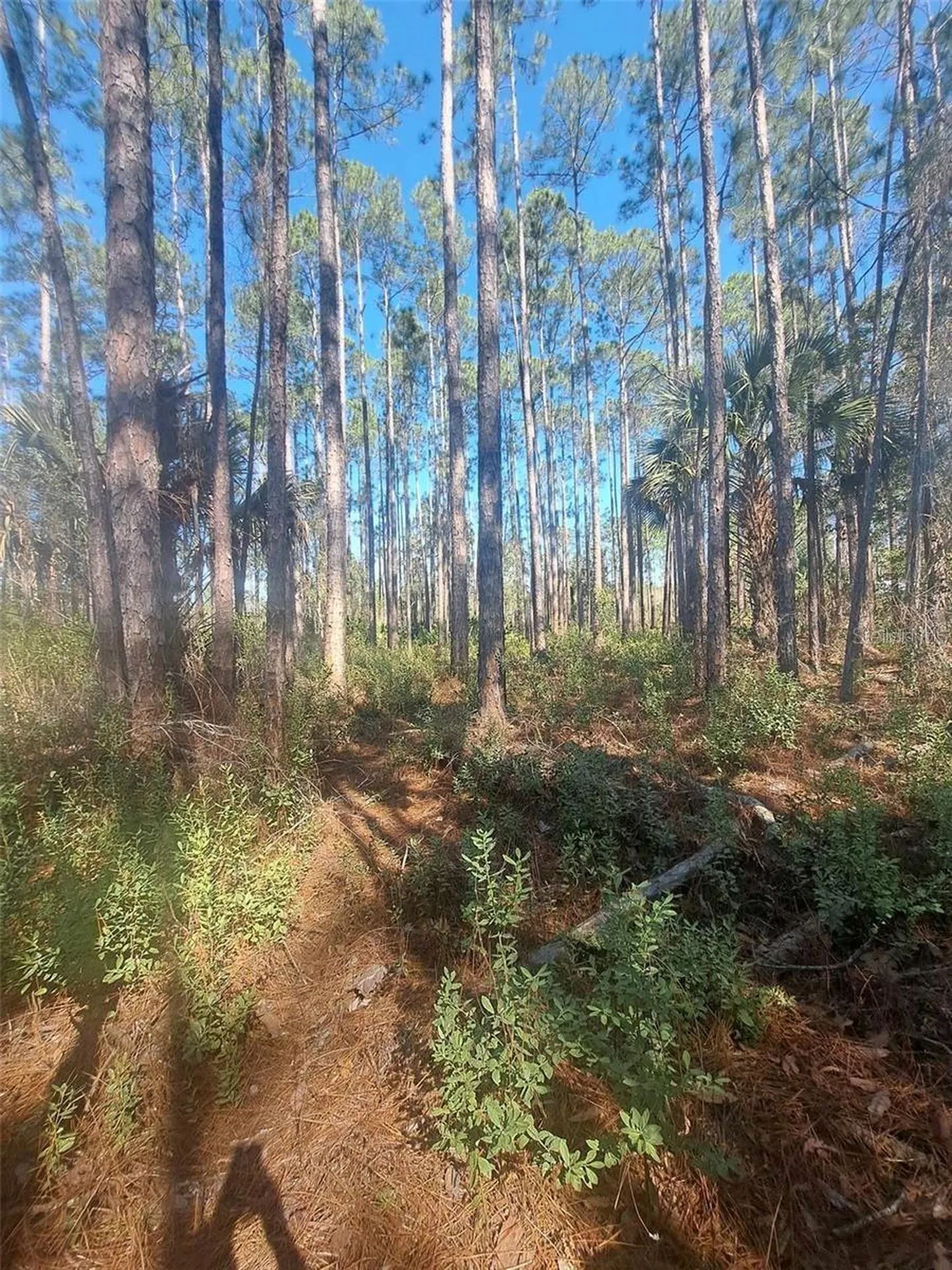 5146 Lime Avenue Bunnell FL 32110