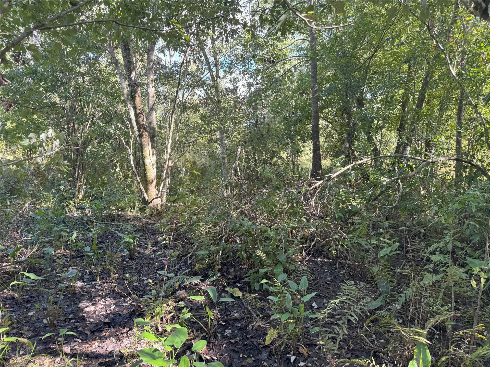 0 Alturas Babson Park Cut Off Road Bartow FL 33830