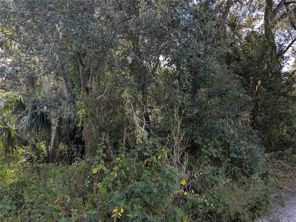 Holly Street Mount Dora FL 32757