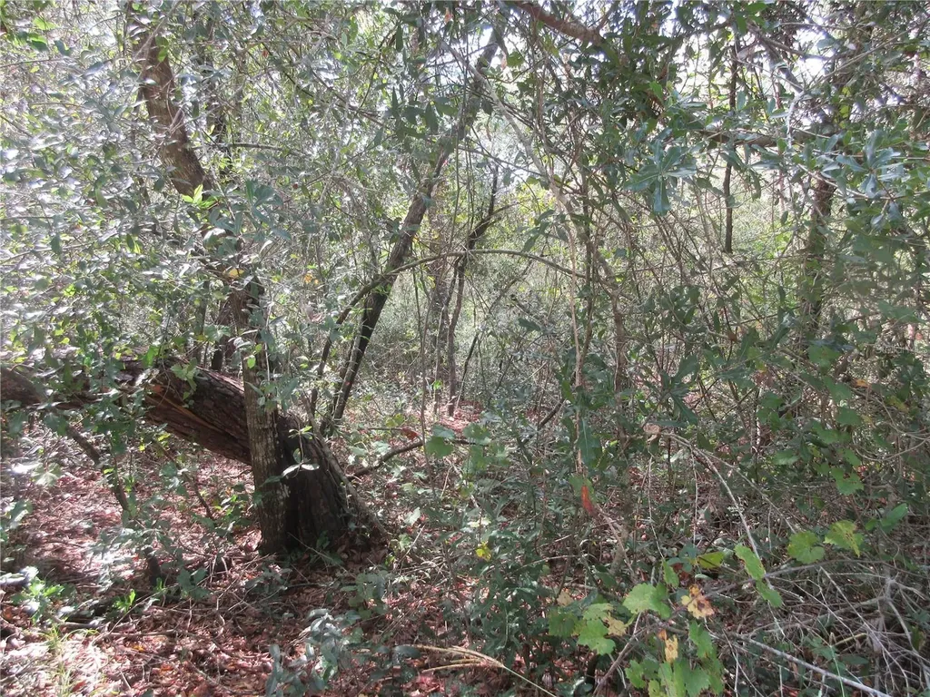 NE 171st Court Silver Springs FL 34488