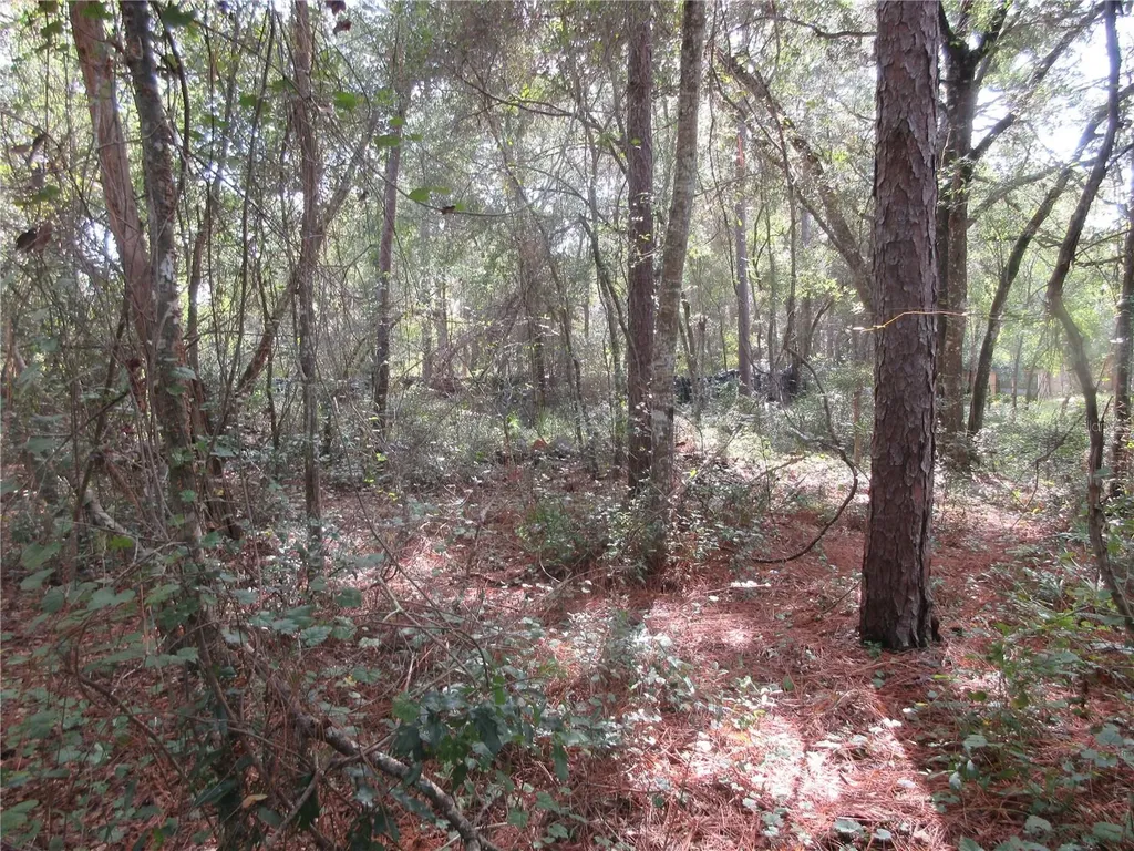 NE 171st Court Silver Springs FL 34488