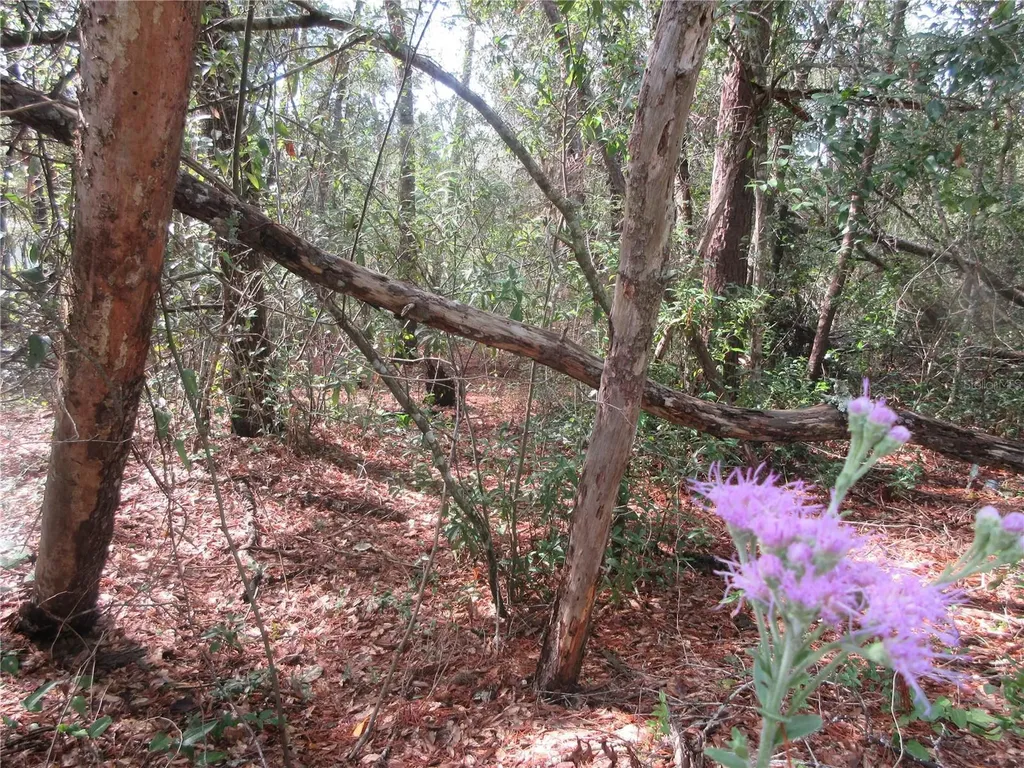 NE 171st Court Silver Springs FL 34488