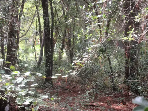 NE 171st Court Silver Springs FL 34488