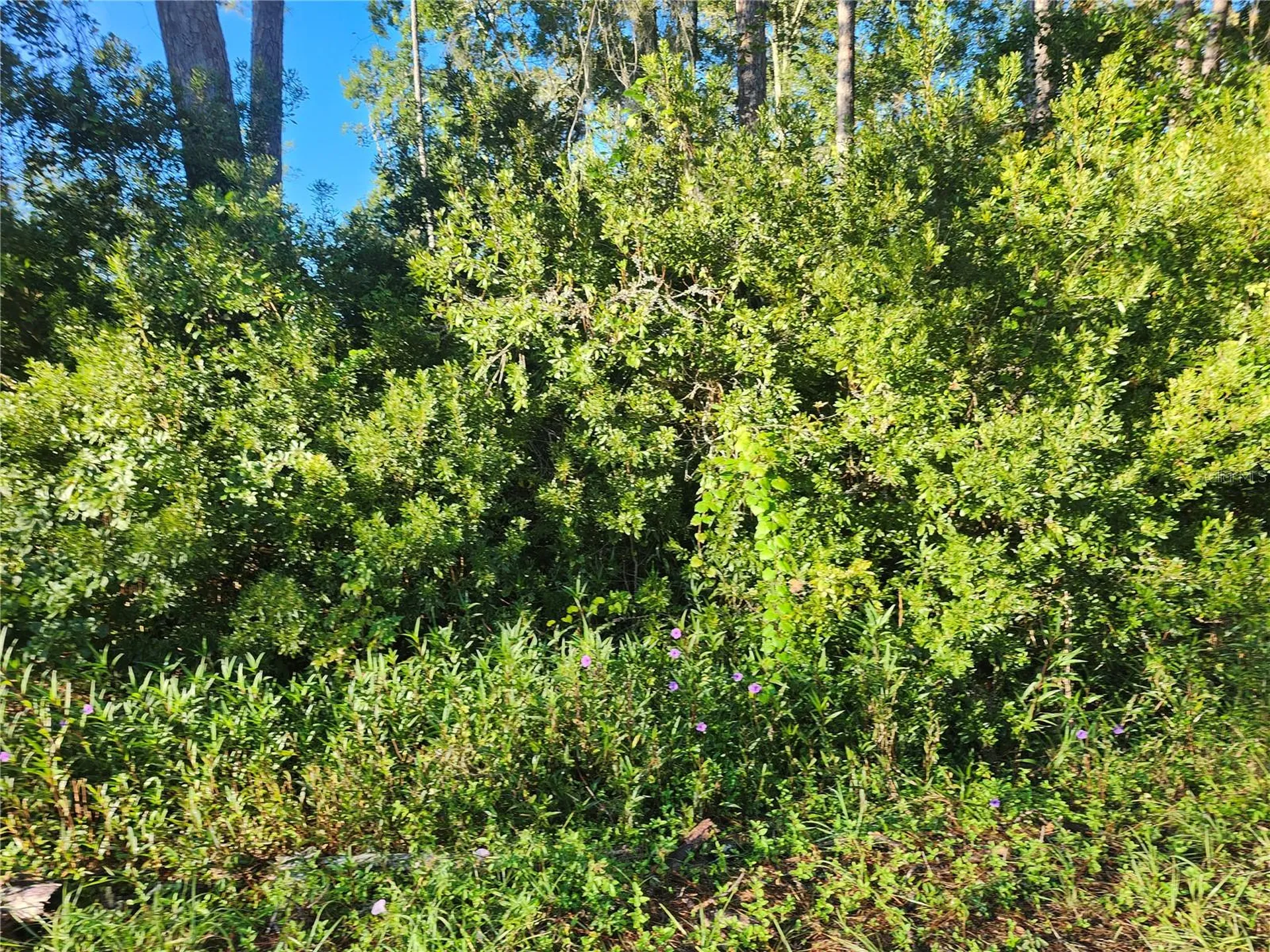 Tbd Redwood Track Course Ocala FL 34472