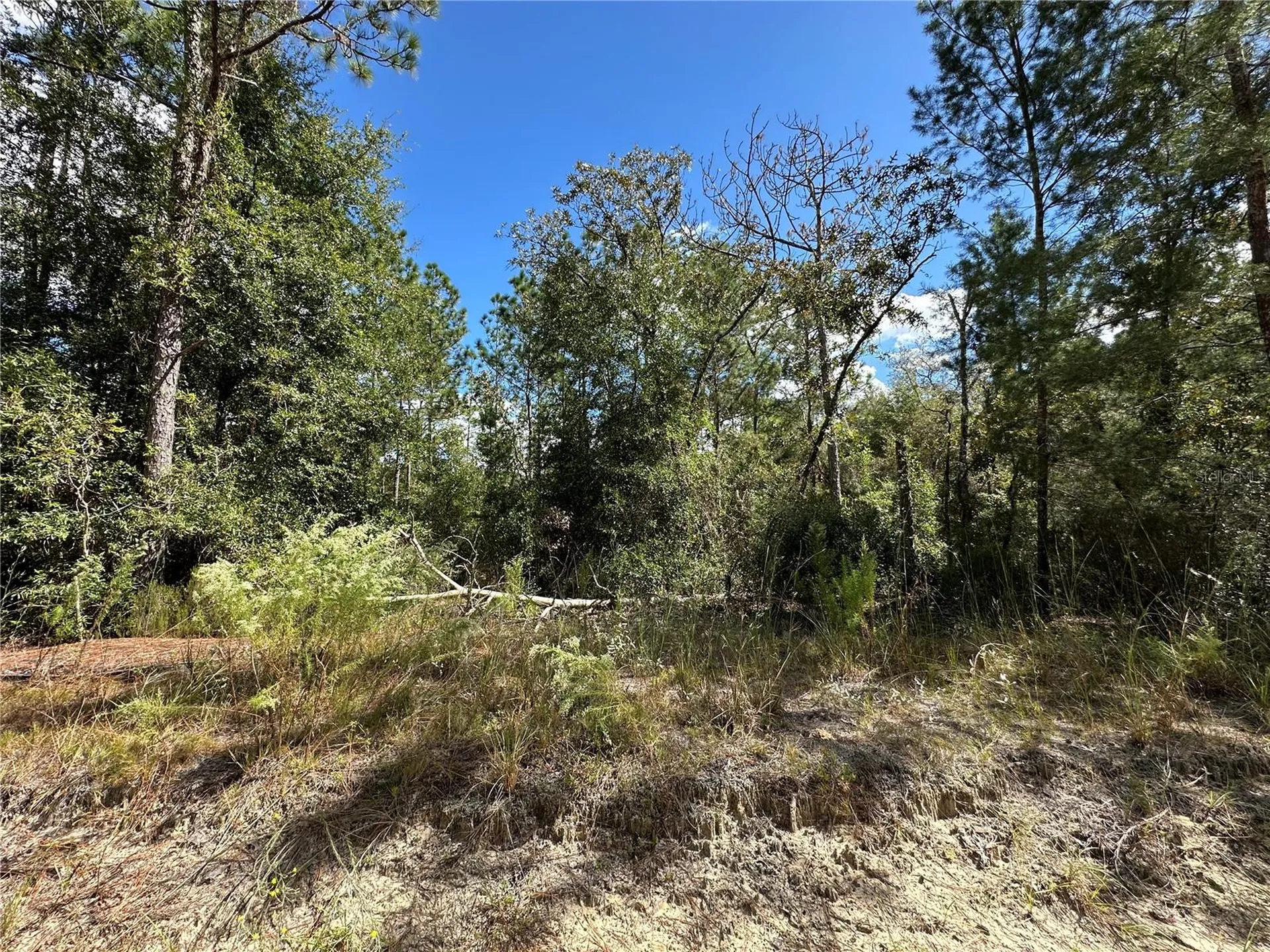 Tbd NE 138th Avenue Williston FL 32696