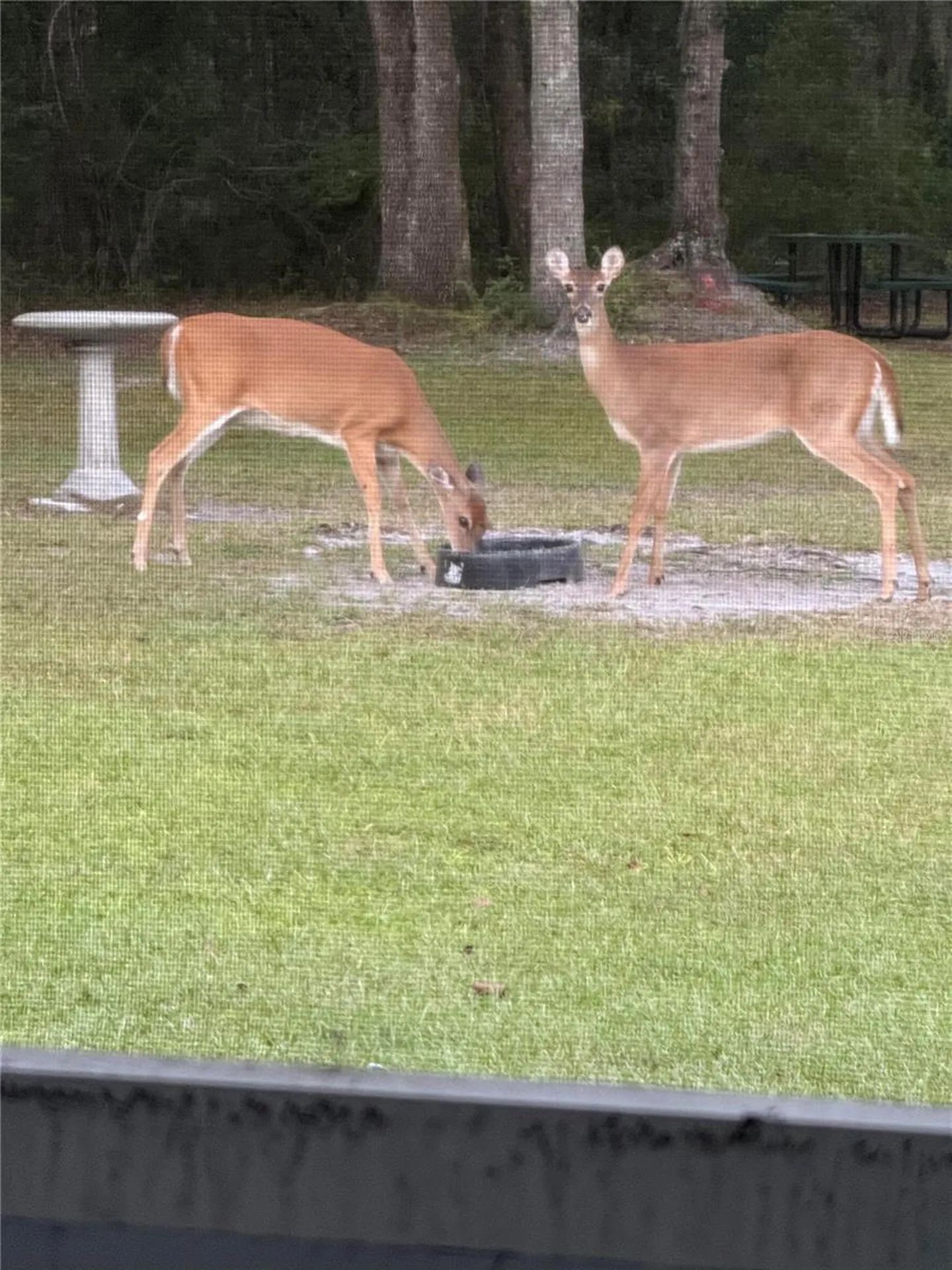 163 NW Amber Court Lake City FL 32055