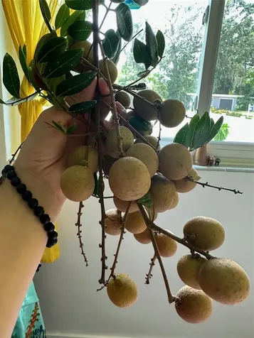 357 S Seneca Boulevard Daytona Beach FL 32114