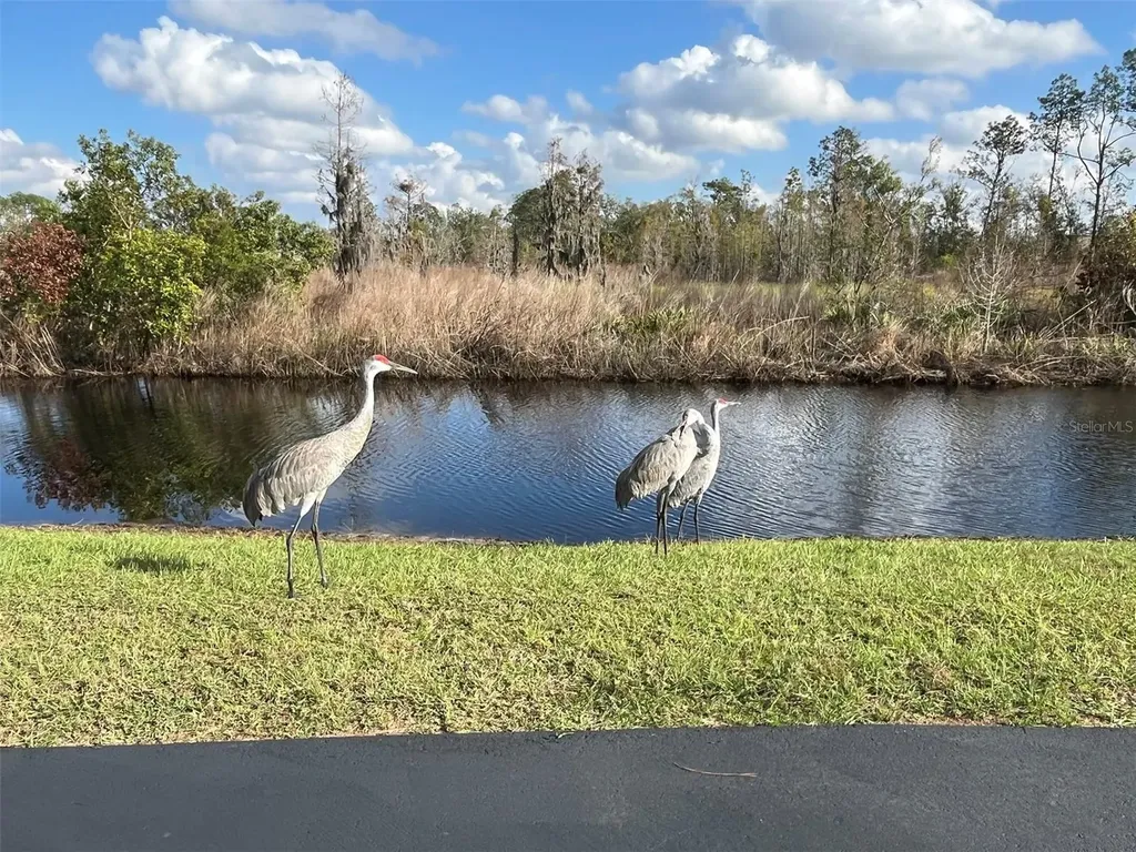 22980 Scaglione Drive Lutz FL 33549