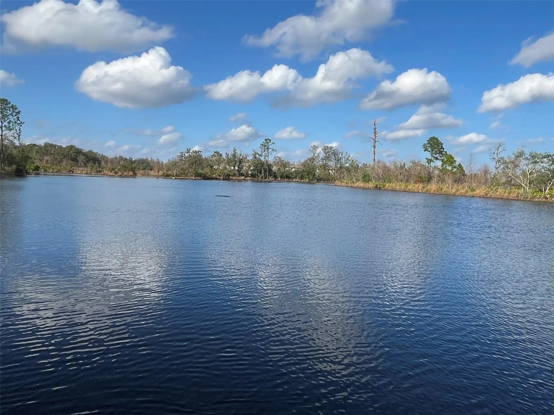 22980 Scaglione Drive Lutz FL 33549