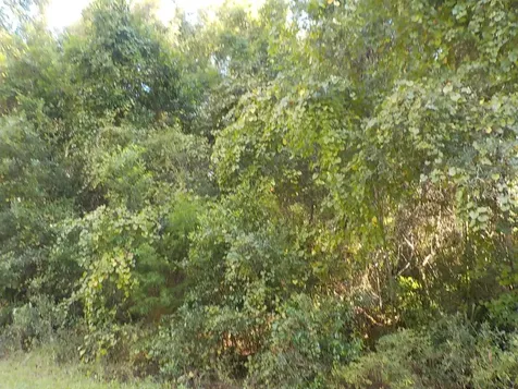 11641 N Kenlake Circle Dunnellon FL 34434