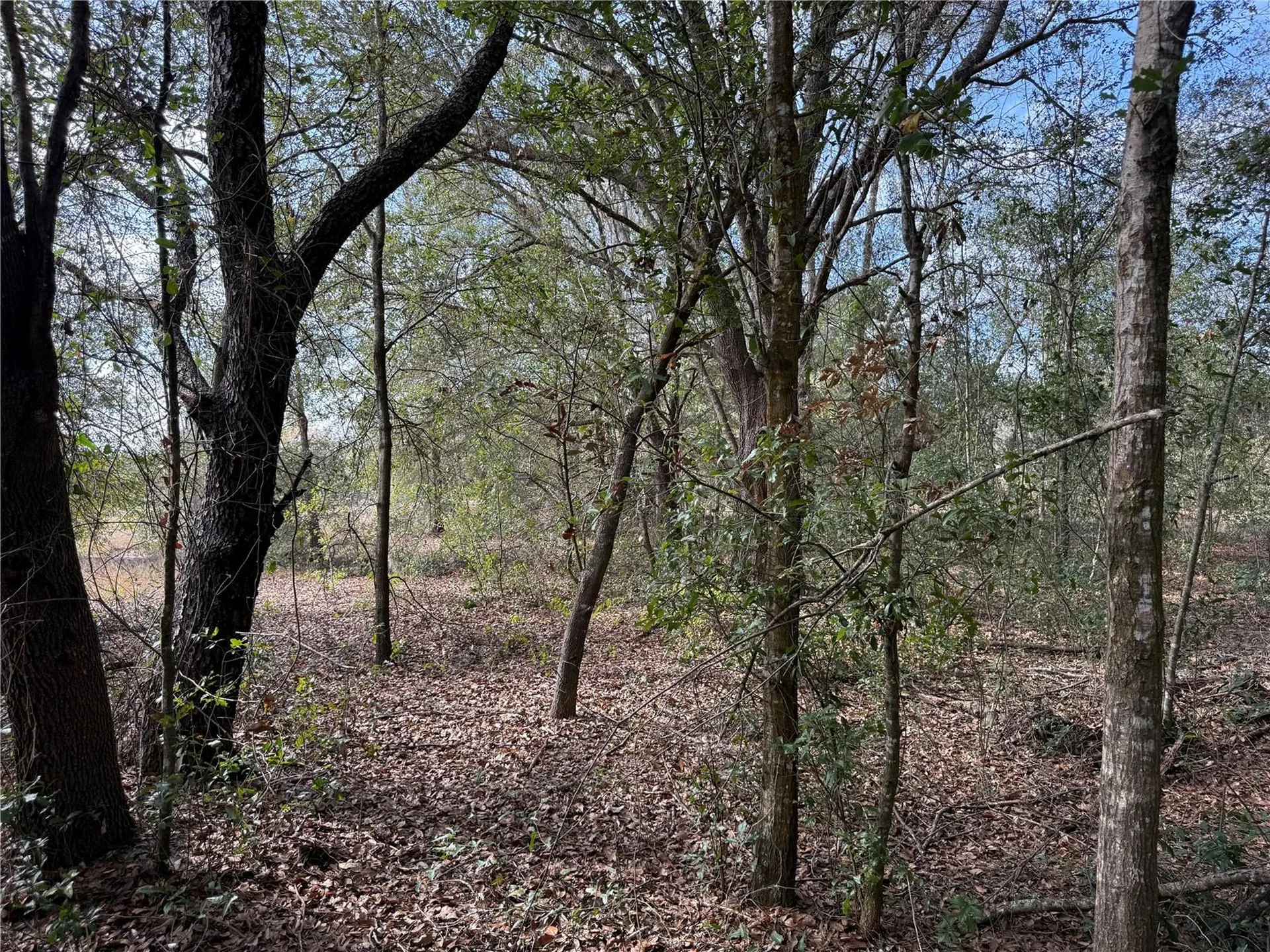 SE 92nd Court Belleview FL 34420