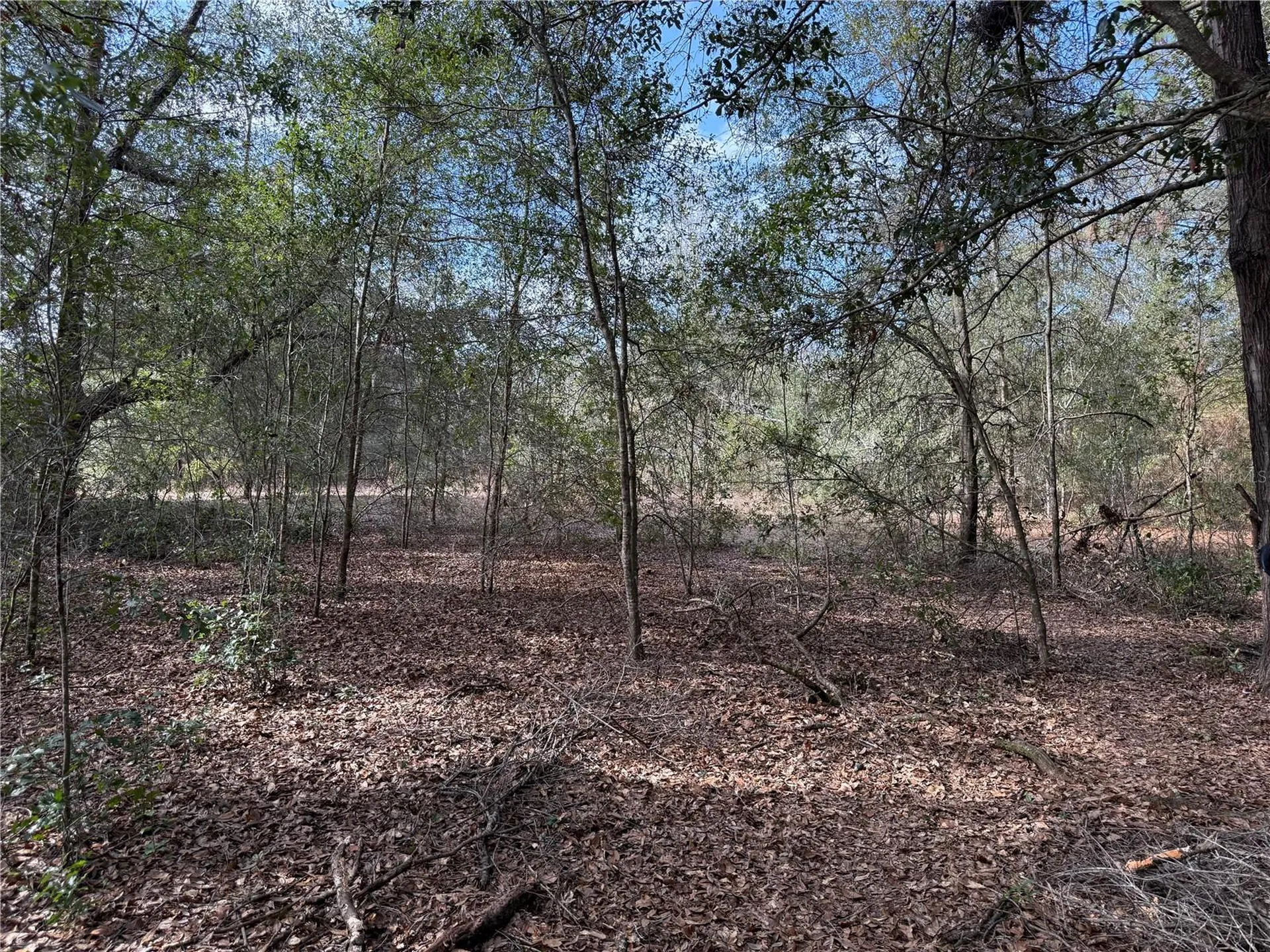 SE 92nd Court Belleview FL 34420