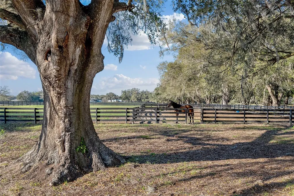 815 SE 145th Street Summerfield FL 34491