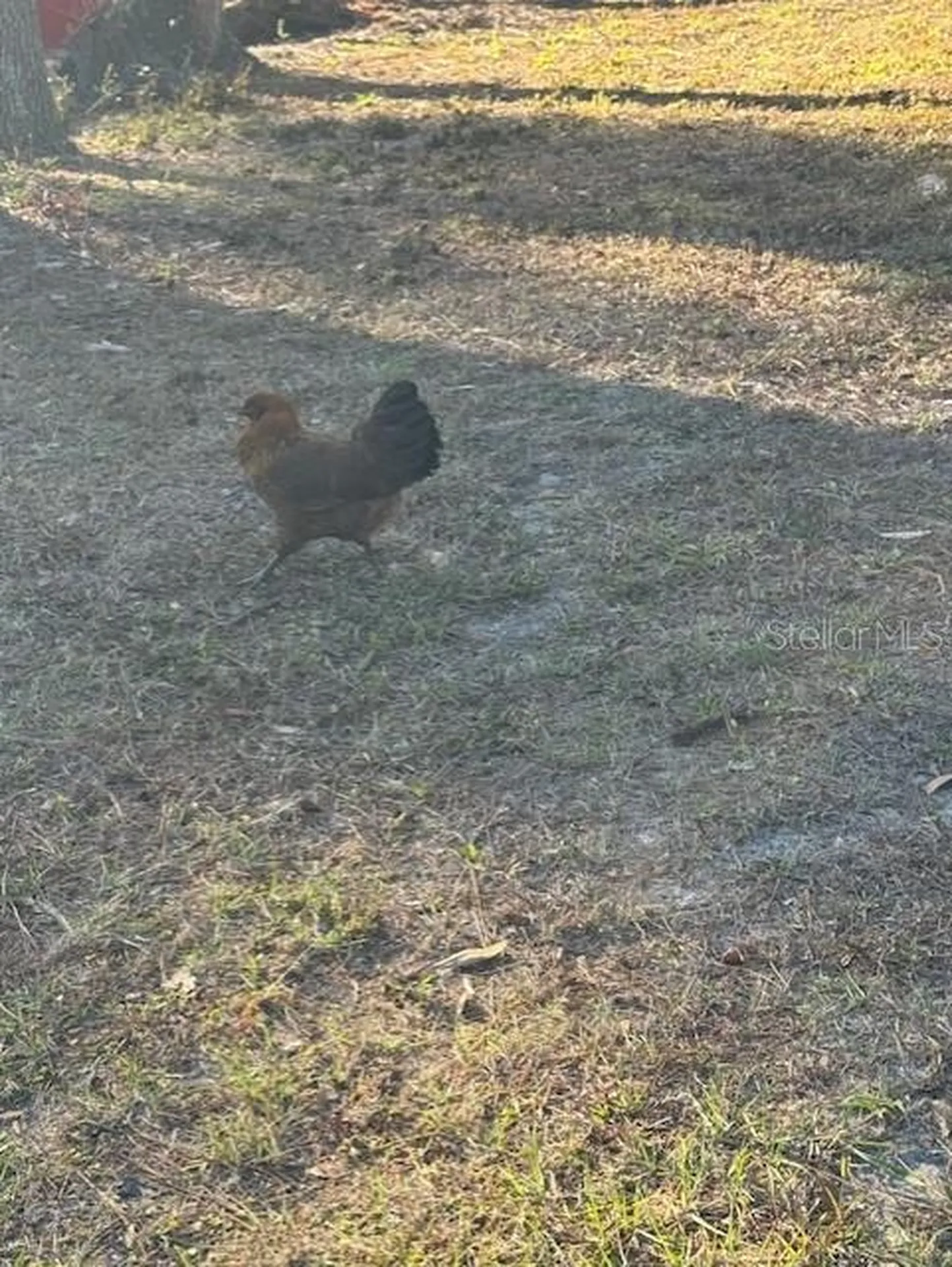 12512 Cr 685 Webster FL 33597