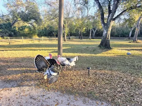 2207 SW Blossom Avenue Arcadia FL 34266