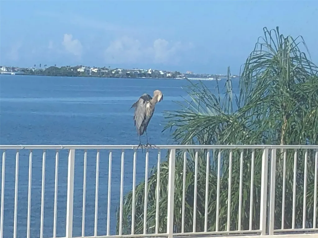 100 Pierce Street Clearwater FL 33756