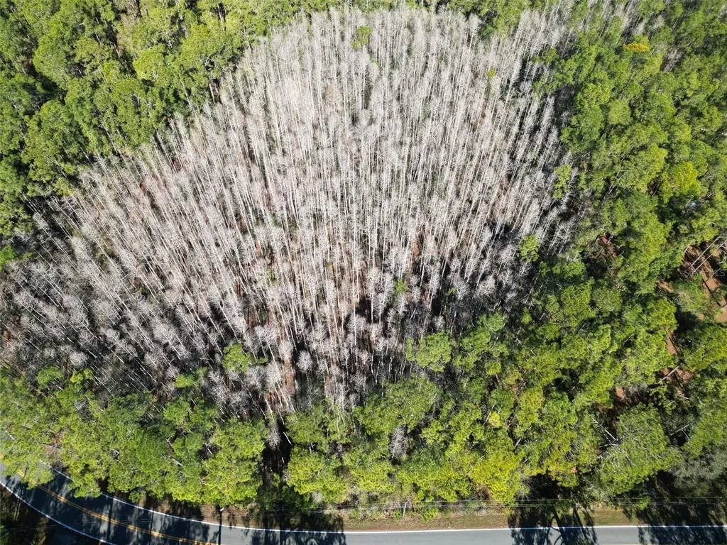 Green Pond Road Polk City FL 33868