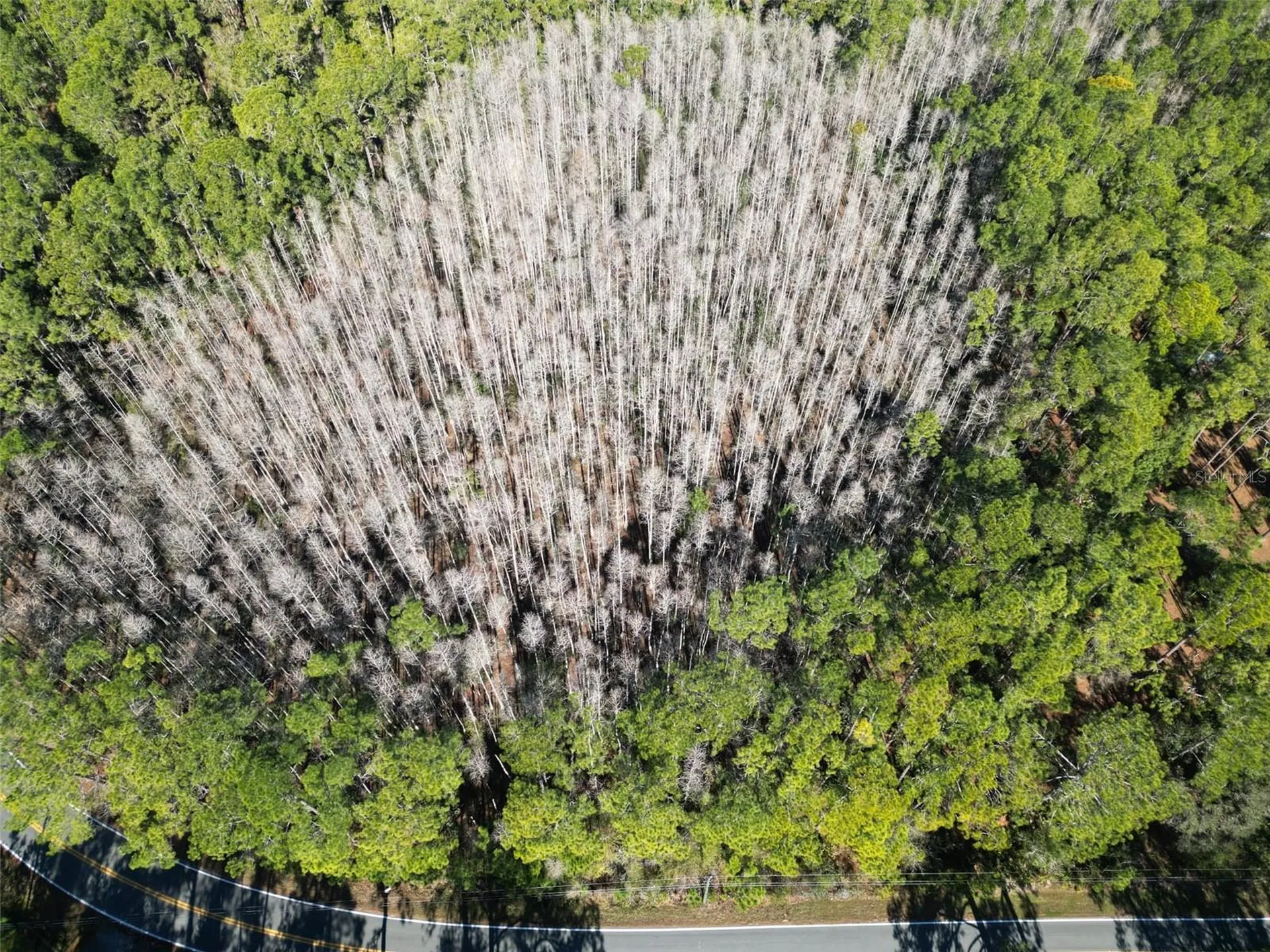 Green Pond Road Polk City FL 33868