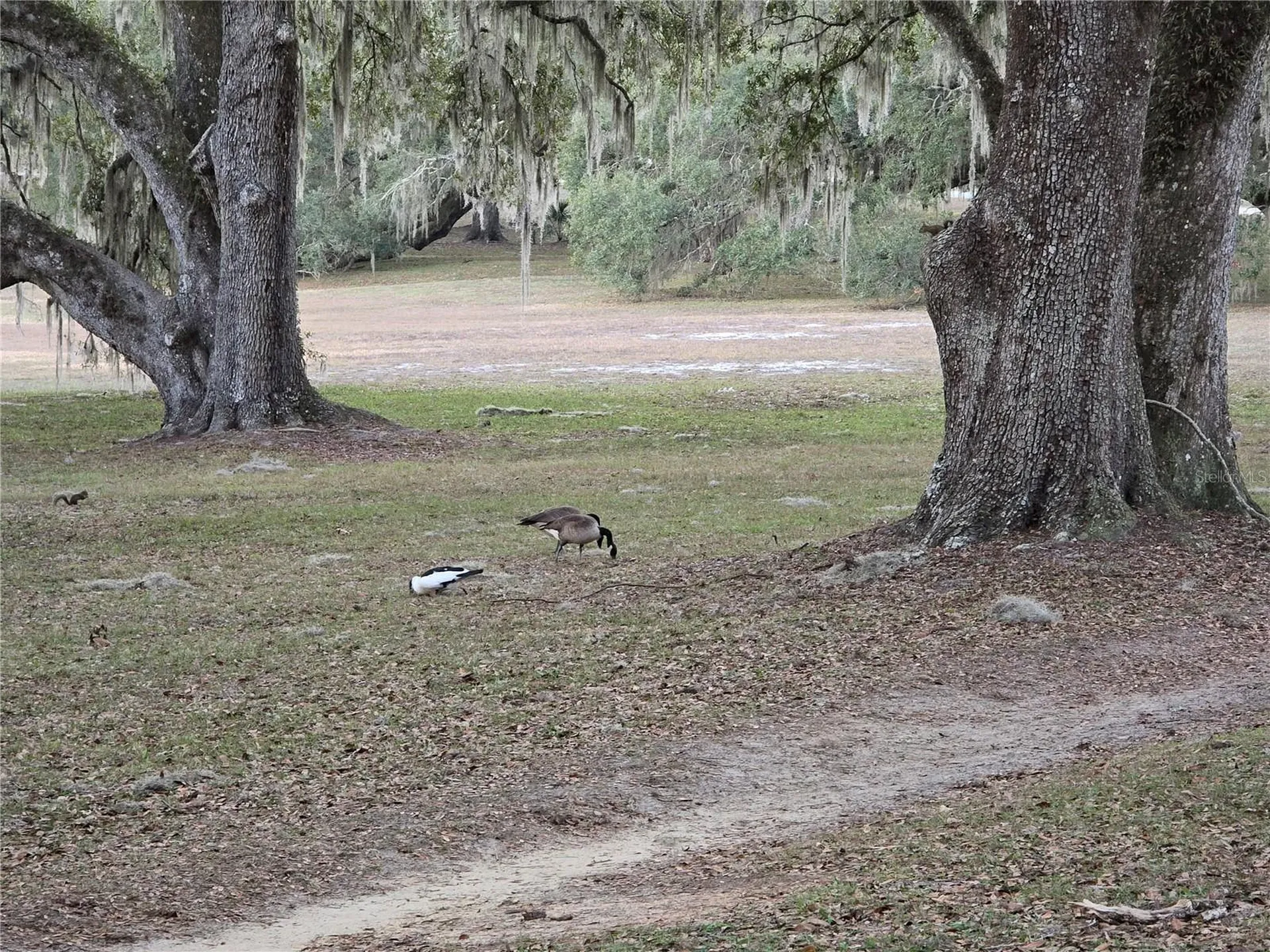 SW 136th Court Road Dunnellon FL 34432