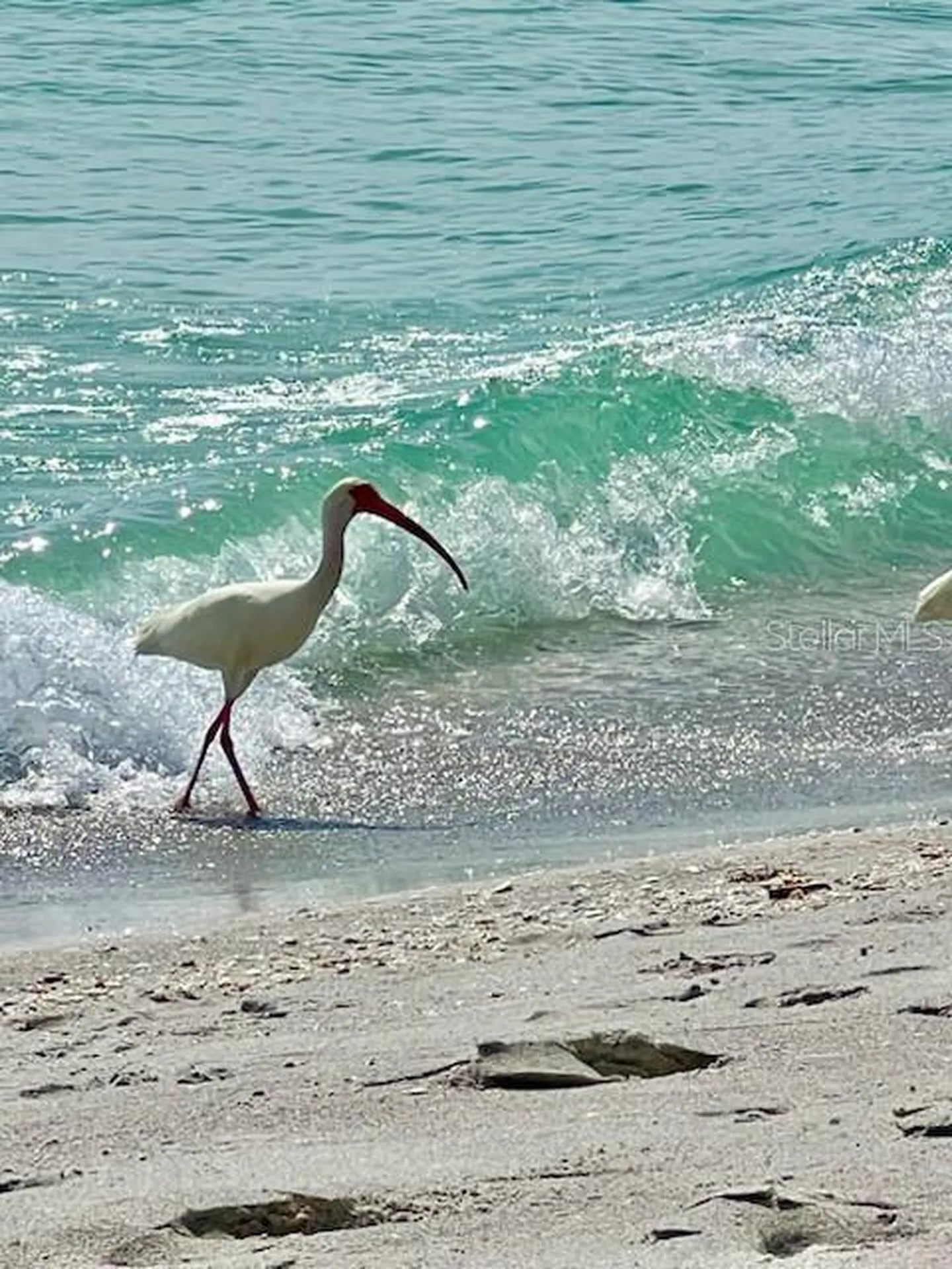 4310 Falmouth Drive Longboat Key FL 34228