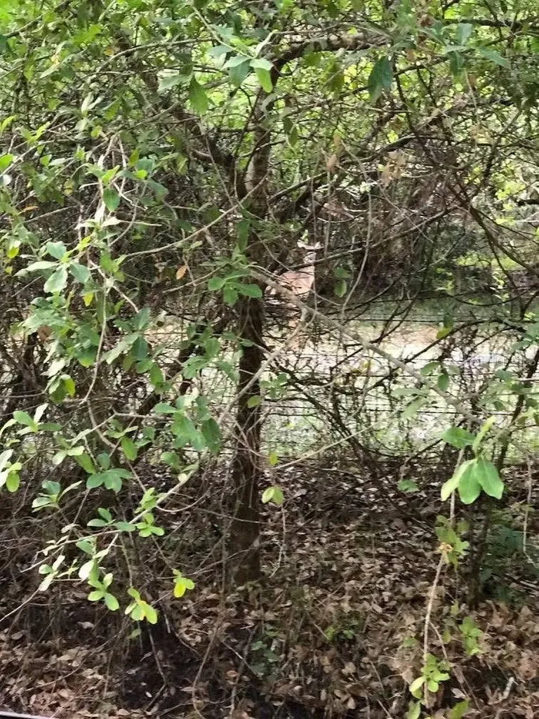 49 Fenny Bosk Trail Venus FL 33960